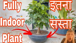 Fully Indoor Plant  इतना सस्ता 😱  BonsaiGardenNursery  Indoorplantsvideo [upl. by Eimaj]