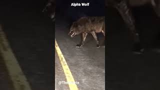 Alpha Wolf 😱😨wolf alphamale [upl. by Delp]