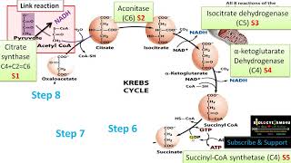 8 Steps of Krebs Cycle Citric Acid cycle Enzymes and Step Wise Reaction Part 2 citricacidcycle [upl. by Poll]