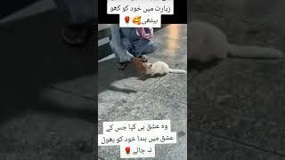 Cat saw roza e Rasool saw and forget each and every thing 100ksubscribe  shorts video shortvideos [upl. by Tuorah]