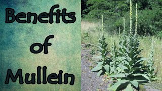 Health Benefits of Mullein [upl. by Aeduj]