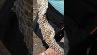 Snake shedded its skin  Ecdysis process [upl. by Liberati]