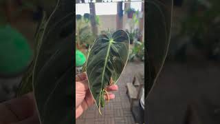 philodendron melanochrysum عقلة انتاج محمية صديق البيئة [upl. by Cogn742]