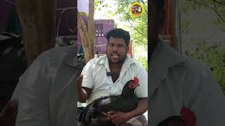 சேவல் கத்திக்கட்டு🐓 moravasal traditional seval sandaikozhi shorts trending henfarming cock [upl. by Alyks582]