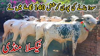 Taxila Mandi Part 2 Latest Update June 2023  Soda Banany Ki Pori Koshsh [upl. by Towny]