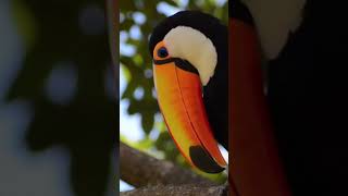 Toucan birds songtoucan birds dance birds beautifulbirds [upl. by Nora]