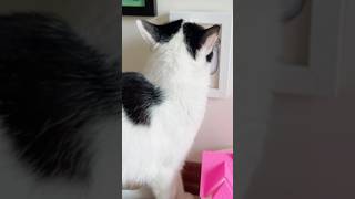 Cat and hamstershortsvideo [upl. by Cotter314]