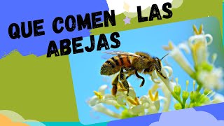 🐝🌻Que comen las abejas que plantas y flores atraen a las abejas  perdida de hábitat de las abejas [upl. by Keller]