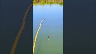 Live Fishing shortsfishing [upl. by Katlaps601]