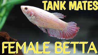 Female betta fish tank mates  Female betta tank mates  Betta sorority tank [upl. by Merchant124]