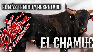 LA SELECCIÓN MICHOACÁNA EN EL RANCHO DESPARASITANDO VITAMINADO AL CHAMUCO TORO DEL INFIERNO [upl. by Aisyram998]