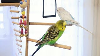 3 Hour Budgie Sounds for Lonely Budgies [upl. by Olfe]