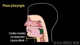 Le Réflexe de Déglutition Phases et Contrôle Neuronal Animation [upl. by Lengel]