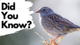 Things you need to know about DUNNOCKS [upl. by Brouwer455]