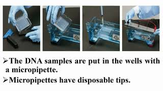 Casting and Running Precautions of Agarose Gel Electrophoresis [upl. by Jung648]