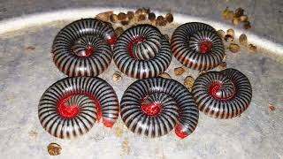 Wow Millipede to Make Circle so very Cute  They are so Amazing millipede animals OuDom1jm5ji [upl. by Oedama775]