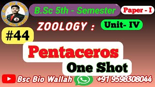 One Shot  Pentaceros Morphology and Water Vascular System Phylum Echinodermata in Animal Kingdom [upl. by Paulo]