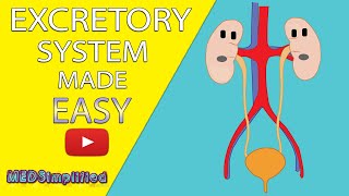 HUMAN EXCRETORY SYSTEM Made Easy  Human Urinary System Simple Lesson [upl. by Paloma]