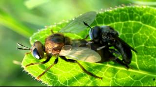 Microdon hoverflies mating [upl. by Nagn394]