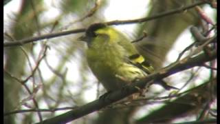 Der Erlenzeisig Zeisig in Gärten und Parks  Carduelis spinus [upl. by Elehcim]