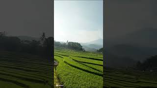 🌾 Ciboer Terraced Rice Fields  Stunning Aerial Views with FPV Drone 🌾 [upl. by Melquist]