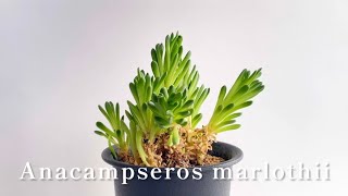 【Anacampseros marlothiiマーロッティー】 [upl. by Eiboh273]