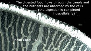 Moon Jellyfish Feeding and Digestive Canals [upl. by Stephens661]