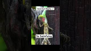 Animal Survival 🦎 TAG AN ANIMAL LOVER viralvideo satisfying viralshorts animals [upl. by Eberto900]