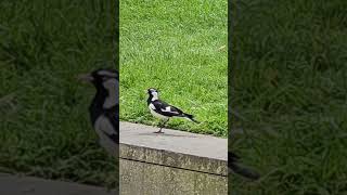 Pee Wee at Fed Square 4K Melbourne Walking Tours in the Centre of town Aka Magpie Lark Native bird [upl. by Sirronal]