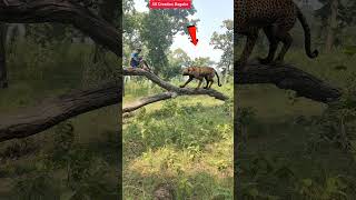 Leopard attack on man in forest leopard wildlife ytshorts [upl. by Homovec]