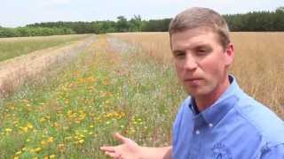 Use native warmseason grasses to benefit wildlife [upl. by Berger]