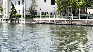 Anhingas bird and the turtles spotted at celebration Florida 682024 [upl. by Ilil]