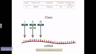 Baltimore classification of viruses [upl. by Lynna]