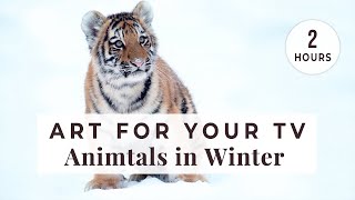 Screensaver of Winter Animals  4K Wildlife Photos in Beautiful Nature Landscapes [upl. by Elfstan]