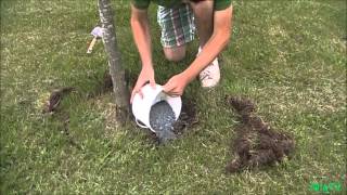 How To fertilize an Established Plant or Tree [upl. by Ahsatsana]