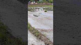 Rice Planting riceplanting [upl. by Endres]