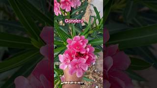 Ganneru chettu plants flowers beautiful nature naturelovers [upl. by Eilatam]