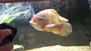 Oscar fish attacking glass cleaner [upl. by Nessej324]