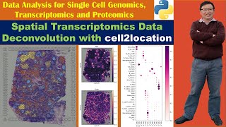 Spatial Transcriptomics Data Deconvolution with cell2location in Python [upl. by Mercola]