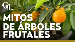 ¡No lo vas a creer Estas son los 4 tipos de árboles frutales que existen así puedes diferenciarlos [upl. by Sedgewick943]