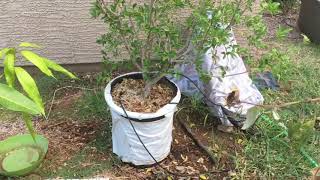 Growing Barbados Cherry Acerola Tree in a Container [upl. by Licastro]