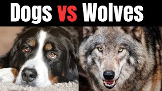 Dogs vs Wolves Key Differences Explained [upl. by Sirak479]