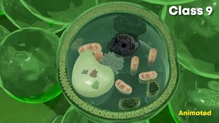 Simple permanent tissues ⚡3d animation  Class 9 biology [upl. by Aztinay104]