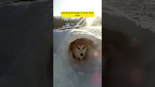 Snow Tunnel Adventure Dog Enjoys a Custom Winter Playground ❄️🐶 [upl. by Aisatsan]