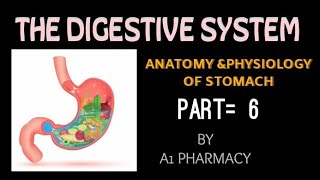 STOMACH  THE DIGESTIVE SYSTEM 6 [upl. by Nnylrahc550]