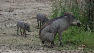 Jonge Wrattenzwijnen Zoo Antwerpen 2024 [upl. by Granger]