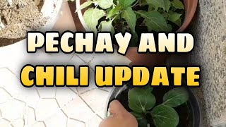 UPDATE SA PECHAY AT SILI  EP082022 FAMILY DRIVER SA SAUDI [upl. by Cavanagh81]