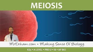 Cell Replication  Meiosis  Post 16 Biology A Level PreU IB AP Bio [upl. by Demetri]