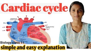 Cardiac cycle  हृदय चक्र   cardiovascular system Body fluids and circulation NEET Biology 11th [upl. by Akinohs90]