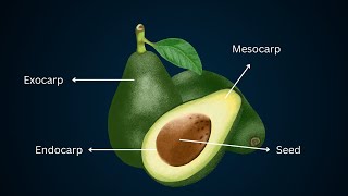 Fruit Anatomy Parts of a Fruit Fruit structure Biology [upl. by Tuorah]